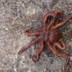 久しぶりのタコ