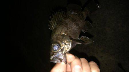 やっと出会えた