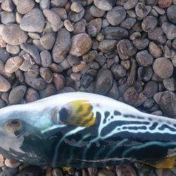 大物狙い…のちおかず確保