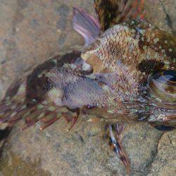 磯釣りのちタチウオ