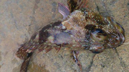 磯釣りのちタチウオ