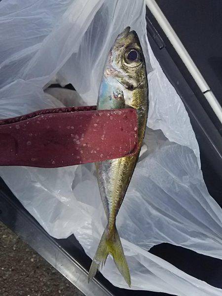 サビキ釣りでアジ