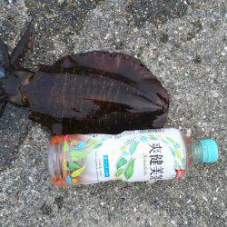 朝まずめと夜まで大型春イカ狙いで！