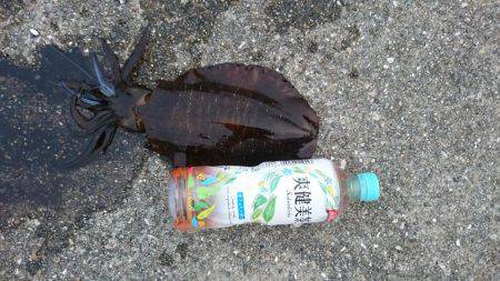 朝まずめと夜まで大型春イカ狙いで！