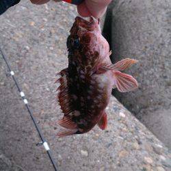 癒しを求めて ガシラ