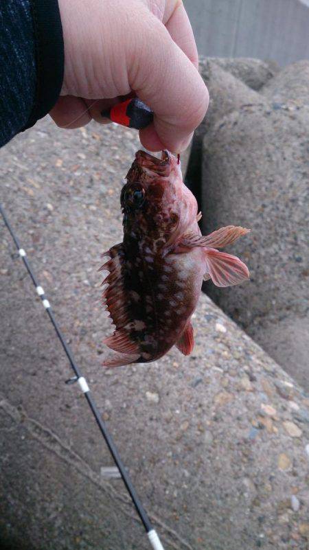 癒しを求めて ガシラ