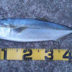 ショアジギング釣行