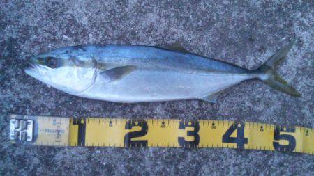 ショアジギング釣行