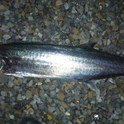 ショアジギング釣行