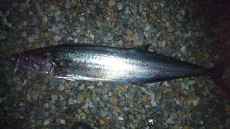 ショアジギング釣行