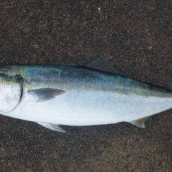 ショアジギング釣行