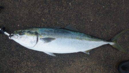 ショアジギング釣行