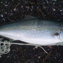 ショアジギング釣行