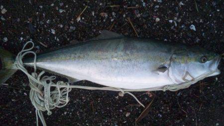 ショアジギング釣行