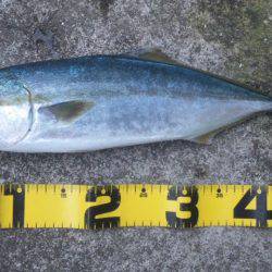 ショアジギング釣行