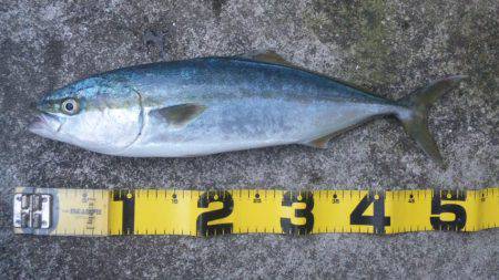 ショアジギング釣行