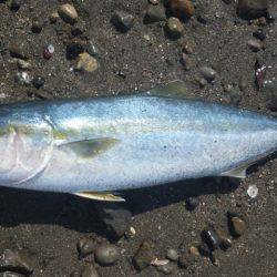 ショアジギング釣行