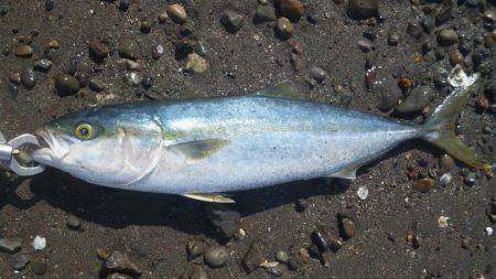 ショアジギング釣行