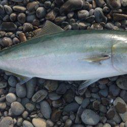 ショアジギング釣行