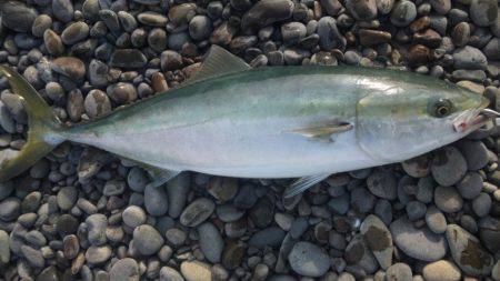 ショアジギング釣行