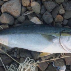 ショアジギング釣行