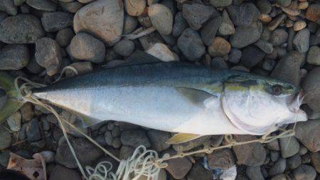 ショアジギング釣行