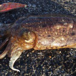やっぱり釣れるコウイカ