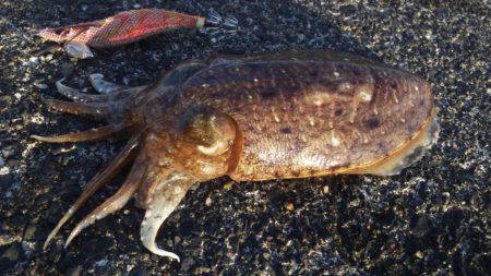 やっぱり釣れるコウイカ