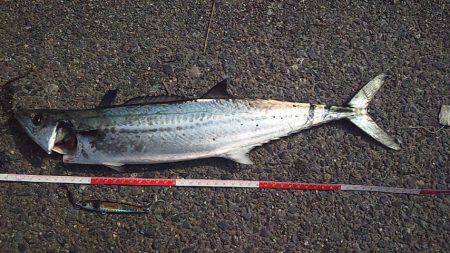 サゴシの数釣り