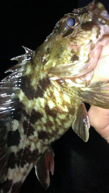 ガシラは足で釣れ