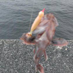 ガシラは上げ潮を釣れ