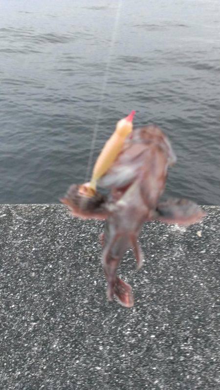 ガシラは上げ潮を釣れ