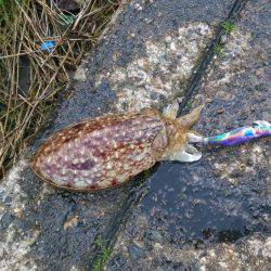 コウイカエギング