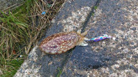 コウイカエギング