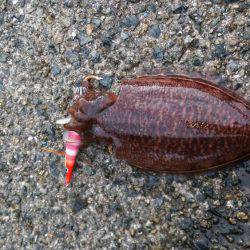 コウイカエギング