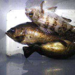 またまた親海公園