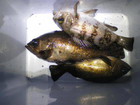 またまた親海公園