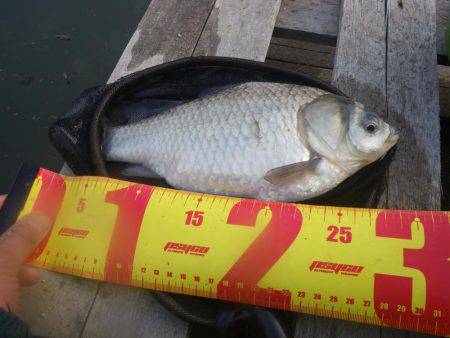 久しぶりの釣果