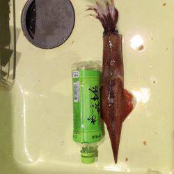 友達とヤリイカ釣り