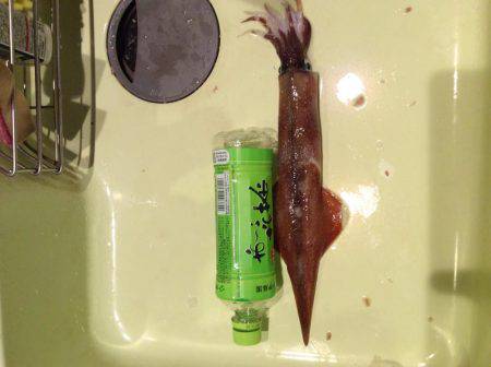 友達とヤリイカ釣り