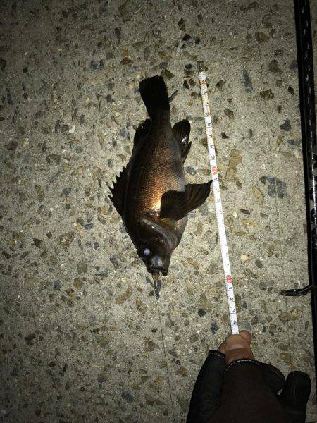 ライトワインド釣果