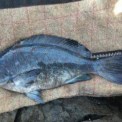 宇和島沖磯グレ