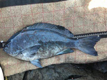 宇和島沖磯グレ