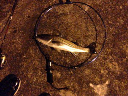 河口でシロウオパターン