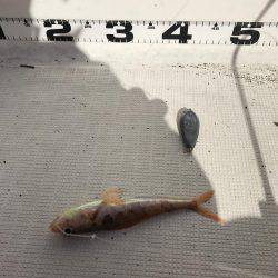 マイボート釣行