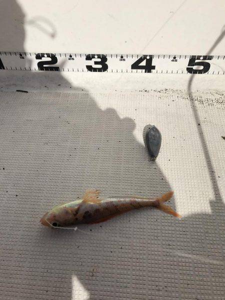 マイボート釣行