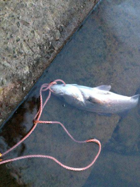 シロウオパターン！！河口で夕まずめの一本