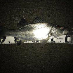 帰ってきたセイゴ！