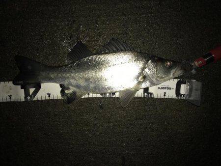 帰ってきたセイゴ！