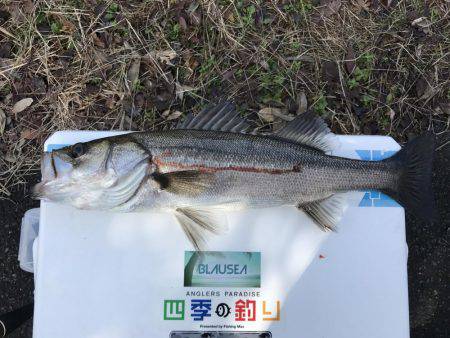 ロックのち湾奥